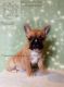 French Bulldog Puppies for sale in Zanesville, OH 43701, USA. price: NA