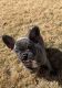 French Bulldog Puppies for sale in Charlottesville, VA, USA. price: $3,800