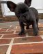 French Bulldog Puppies for sale in Charlottesville, VA, USA. price: NA