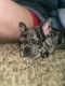 French Bulldog Puppies for sale in Russellville, AR, USA. price: $4,500