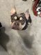 French Bulldog Puppies for sale in Ashland, OH 44805, USA. price: $3,500