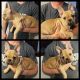 French Bulldog Puppies for sale in Galt, CA 95632, USA. price: NA