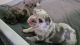 French Bulldog Puppies for sale in Aloha, OR, USA. price: NA