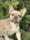 French Bulldog Puppies for sale in Miami Beach, FL, USA. price: $350,000