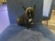 French Bulldog Puppies for sale in Kissimmee, FL, USA. price: NA