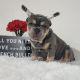 French Bulldog Puppies for sale in Frederick, MD, USA. price: $4,000