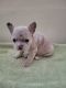 French Bulldog Puppies for sale in Fontana, CA 92337, USA. price: $1,800