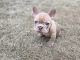 French Bulldog Puppies for sale in Loganville, GA 30052, USA. price: $5,000