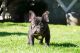 French Bulldog Puppies for sale in Downey, CA, USA. price: $4,500