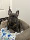 French Bulldog Puppies for sale in Hartford, CT, USA. price: $2,000
