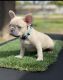 French Bulldog Puppies for sale in Glendale, AZ 85305, USA. price: NA