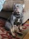 French Bulldog Puppies for sale in Longview, WA 98632, USA. price: $1,500