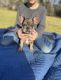 French Bulldog Puppies for sale in Saluda, SC 29138, USA. price: NA