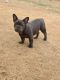 French Bulldog Puppies for sale in Edmond, OK, USA. price: $1,500