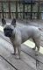French Bulldog Puppies for sale in Kearneysville, WV 25430, USA. price: $800