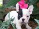 French Bulldog Puppies for sale in Amsterdam, Netherlands. price: 550 EUR