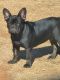 French Bulldog Puppies for sale in Edmond, OK, USA. price: $2,500