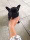 French Bulldog Puppies for sale in Clarksville, TN 37040, USA. price: NA