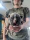 French Bulldog Puppies for sale in Paulden, AZ, USA. price: $6,000