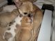 French Bulldog Puppies for sale in Montrose, CO 81401, USA. price: $4,000