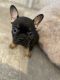 French Bulldog Puppies for sale in Paynesville, MN 56362, USA. price: $2,500