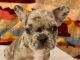 French Bulldog Puppies for sale in Chandler, AZ, USA. price: $2,500