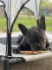 French Bulldog Puppies for sale in Kansas City, MO, USA. price: NA