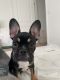 French Bulldog Puppies for sale in Simi Valley, CA, USA. price: $2,000