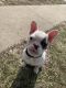French Bulldog Puppies for sale in Marshalltown, IA 50158, USA. price: $1,200