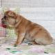 French Bulldog Puppies for sale in Florida City, FL, USA. price: $750