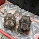 French Bulldog Puppies for sale in Daly City, CA 94016, USA. price: $200
