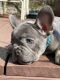French Bulldog Puppies for sale in Colfax, CA 95713, USA. price: NA