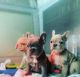 French Bulldog Puppies for sale in Modesto, CA 95355, USA. price: $2,500