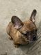French Bulldog Puppies for sale in Santa Maria, CA, USA. price: $3,000