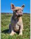French Bulldog Puppies for sale in Riverhead, NY, USA. price: NA