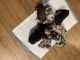 French Bulldog Puppies for sale in Kansas City, MO, USA. price: $3,000