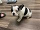 French Bulldog Puppies for sale in Huntington, WV, USA. price: NA