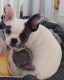 French Bulldog Puppies for sale in Naperville Rd, Plainfield, IL, USA. price: $2,400