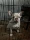 French Bulldog Puppies for sale in Fontana, CA, USA. price: $1,000