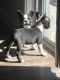 French Bulldog Puppies for sale in N Vly Pkwy, Phoenix, AZ, USA. price: NA
