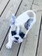 French Bulldog Puppies for sale in Fort Scott, KS 66701, USA. price: NA