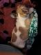 French Bulldog Puppies for sale in Clovis, CA, USA. price: $7,000