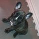 French Bulldog Puppies for sale in Denver, CO 80239, USA. price: $2,000