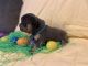 French Bulldog Puppies for sale in Auburn, AL, USA. price: $7,000