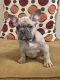 French Bulldog Puppies for sale in Williamsburg, VA, USA. price: $3,000