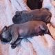 French Bulldog Puppies for sale in Baltimore, MD, USA. price: $3,500