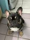 French Bulldog Puppies for sale in 1410 Somercotes Ln, Channelview, TX 77530, USA. price: NA