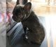 French Bulldog Puppies for sale in 1672 N St Ln, Macon, GA 31201, USA. price: NA