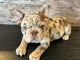 French Bulldog Puppies for sale in Laurens, IA 50554, USA. price: $4,500