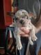 French Bulldog Puppies for sale in Monon, IN 47959, USA. price: NA